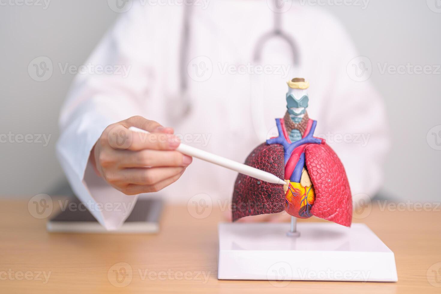 Doctor point heart Cardiovascular and Respiratory anatomy for Disease. Lung Cancer, Asthma, Chronic Obstructive Pulmonary or COPD, Bronchitis, Emphysema, Cystic Fibrosis, Bronchiectasis, Pneumonia photo