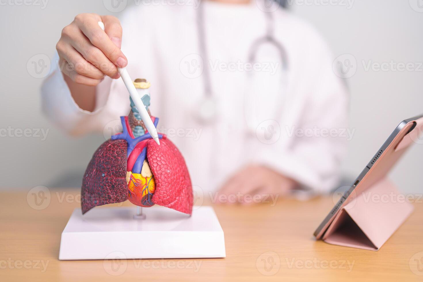 Doctor point Lung anatomy for Disease. Lung Cancer, Asthma, Chronic Obstructive Pulmonary or COPD, Bronchitis, Emphysema, Cystic Fibrosis, Bronchiectasis, Pneumonia and September world Lung day photo