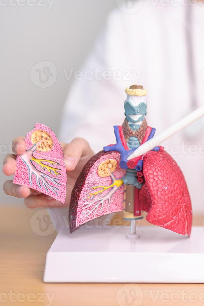 Doctor with Smoker and normal Lung anatomy for Disease. Lung Cancer, Asthma, Chronic Obstructive Pulmonary or COPD, Bronchitis, Emphysema, Cystic Fibrosis, Bronchiectasis, Pneumonia and world Lung day photo