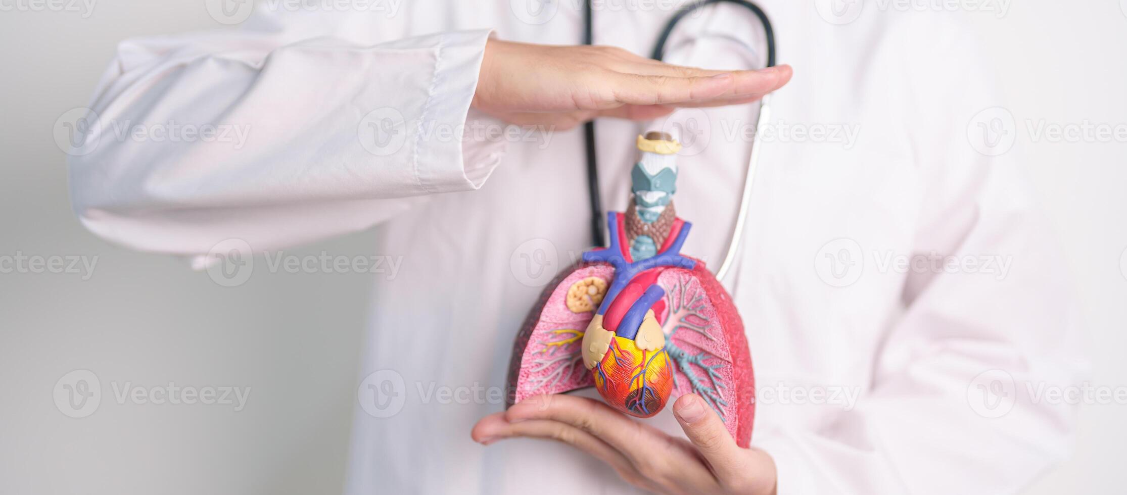 Hand cover Respiratory and Cardiovascular system anatomy. Lung Cancer, Asthma, Chronic Obstructive Pulmonary or COPD, Bronchitis, Emphysema, Cystic Fibrosis, Bronchiectasis, Pneumonia.Health Insurance photo