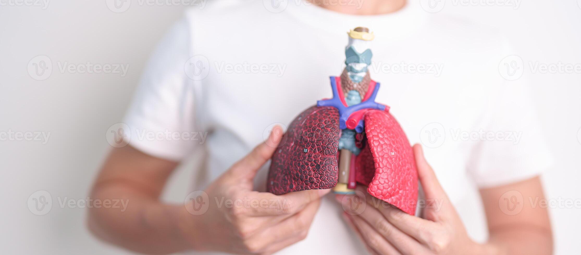 woman hold Smoker anatomy for Disease. Lung Cancer, Asthma, Chronic Obstructive Pulmonary or COPD, Bronchitis, Emphysema, Cystic Fibrosis, Bronchiectasis, Pneumonia and world Lung day concept photo