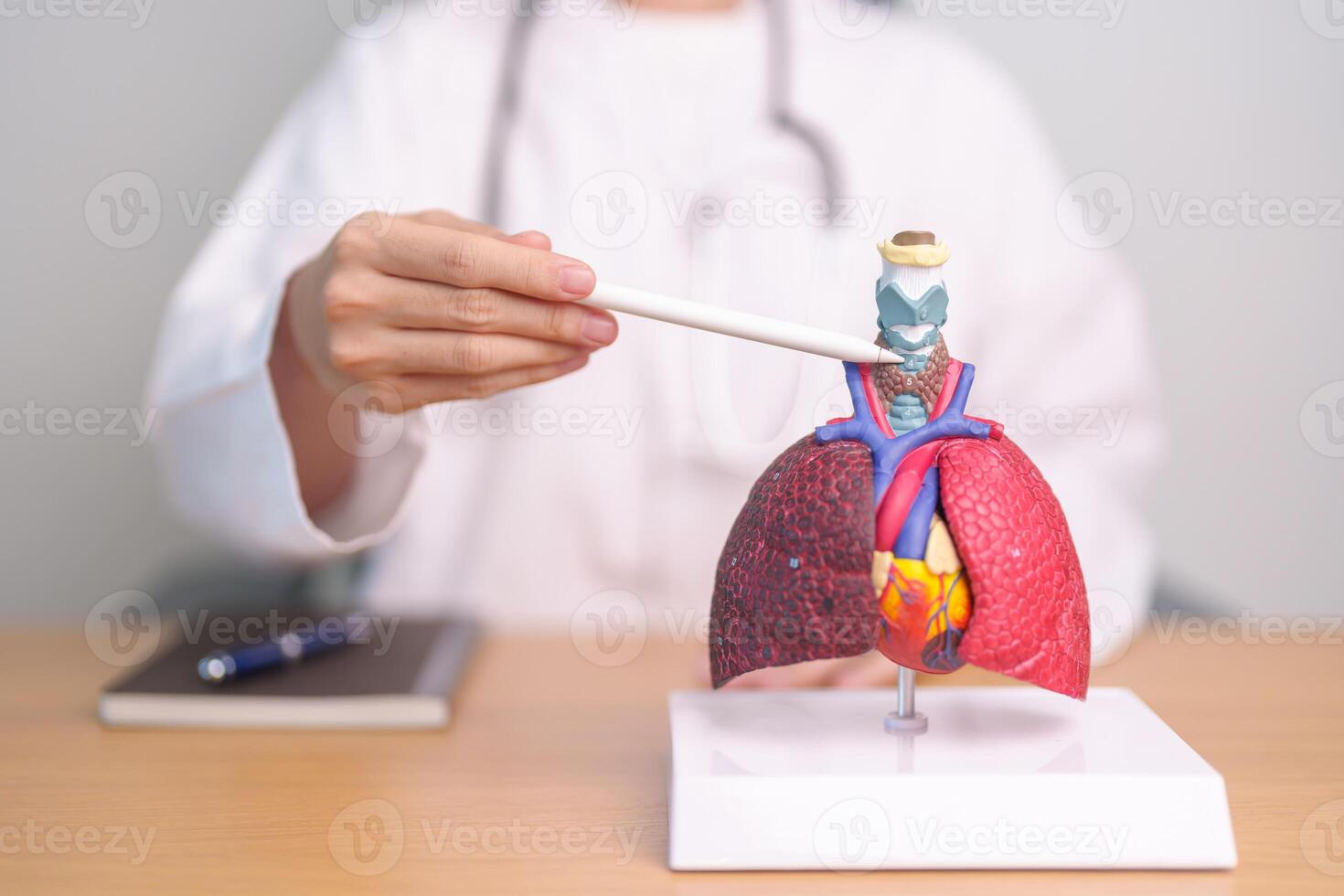 Doctor pointing Thyroid of Respiratory system anatomy for Diseases. Lung Cancer, Asthma, Chronic Obstructive Pulmonary or COPD, Bronchitis, Emphysema, Cystic Fibrosis, Bronchiectasis and Pneumonia photo