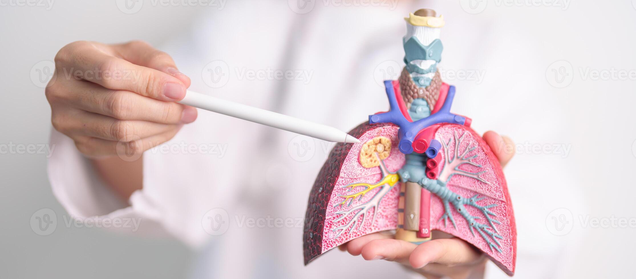 Doctor with Smoker and normal Lung anatomy for Disease. Lung Cancer, Asthma, Chronic Obstructive Pulmonary or COPD, Bronchitis, Emphysema, Cystic Fibrosis, Bronchiectasis, Pneumonia and world Lung day photo