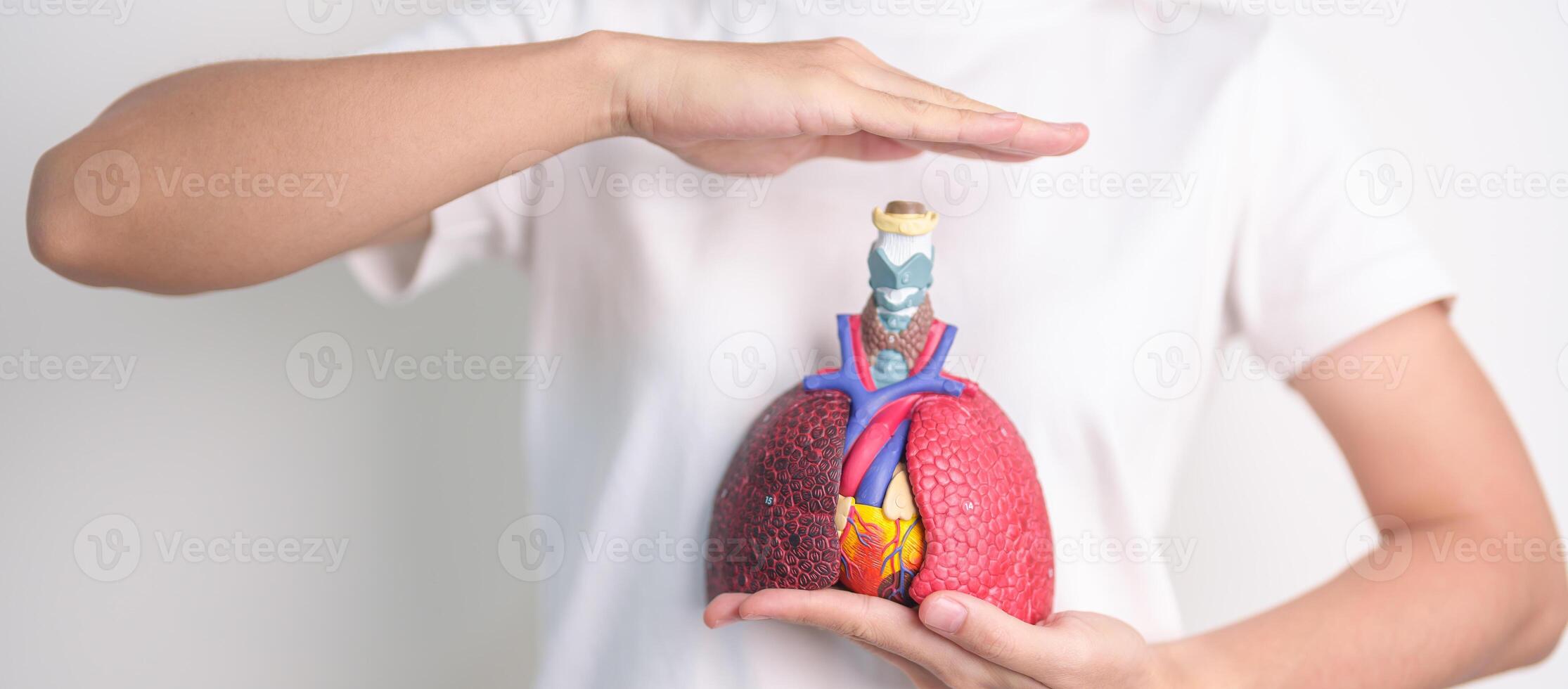 Hand cover Respiratory and Cardiovascular system anatomy. Lung Cancer, Asthma, Chronic Obstructive Pulmonary or COPD, Bronchitis, Emphysema, Cystic Fibrosis, Bronchiectasis, Pneumonia.Health Insurance photo
