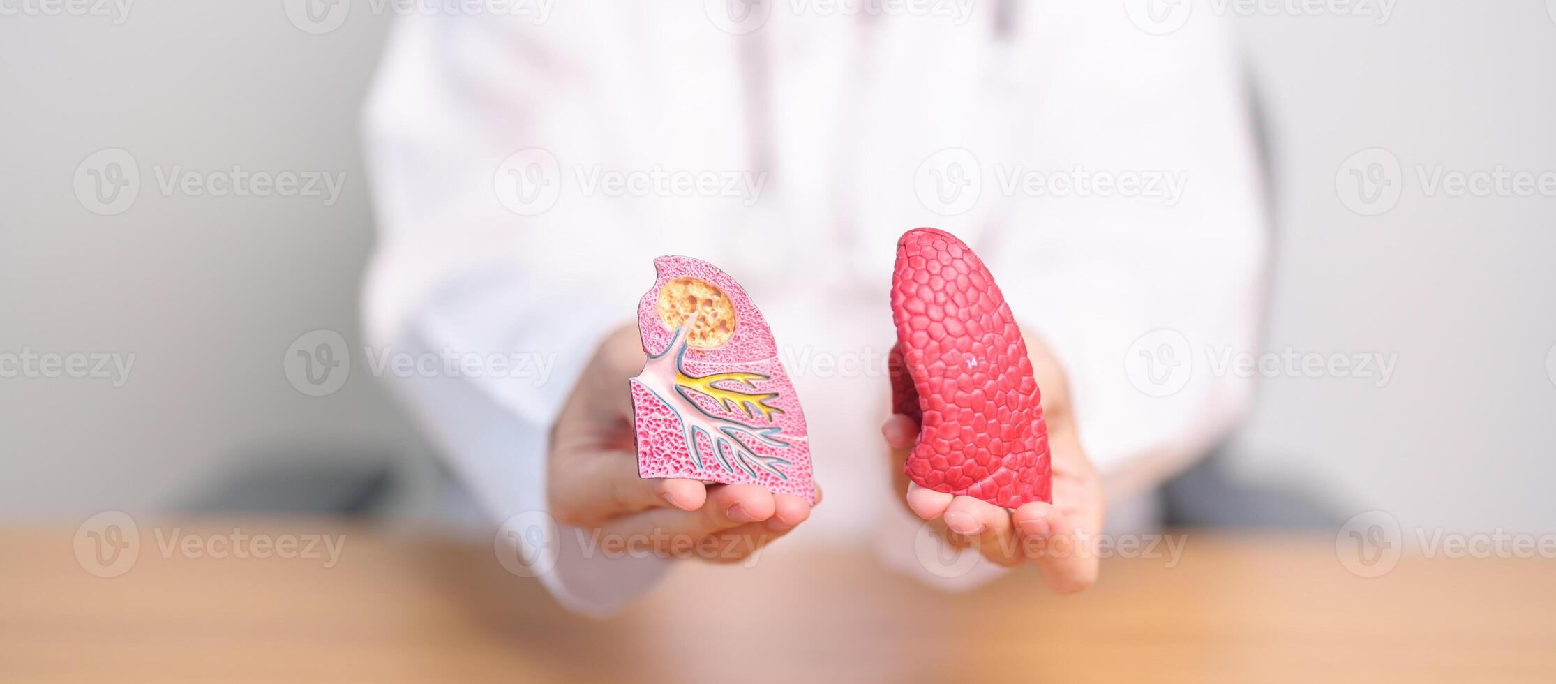 Doctor with Smoker and normal Lung anatomy for Disease. Lung Cancer, Asthma, Chronic Obstructive Pulmonary or COPD, Bronchitis, Emphysema, Cystic Fibrosis, Bronchiectasis, Pneumonia and world Lung day photo