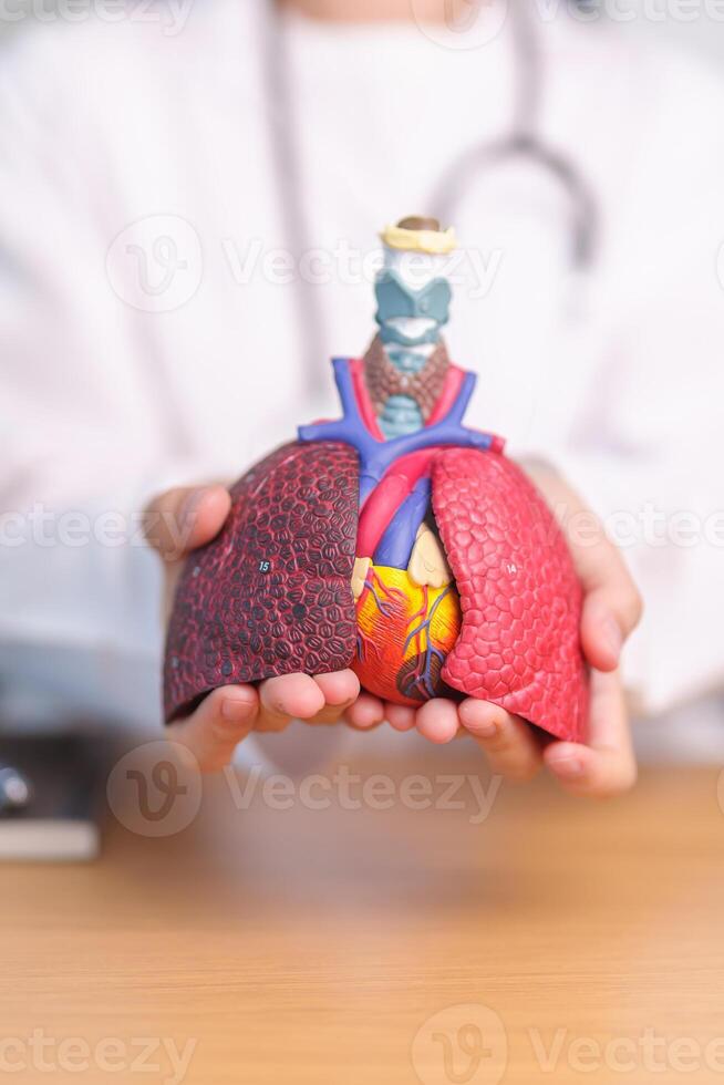 Doctor hold heart Cardiovascular and Respiratory anatomy for Disease. Lung Cancer, Asthma, Chronic Obstructive Pulmonary or COPD, Bronchitis, Emphysema, Cystic Fibrosis, Bronchiectasis, Pneumonia photo