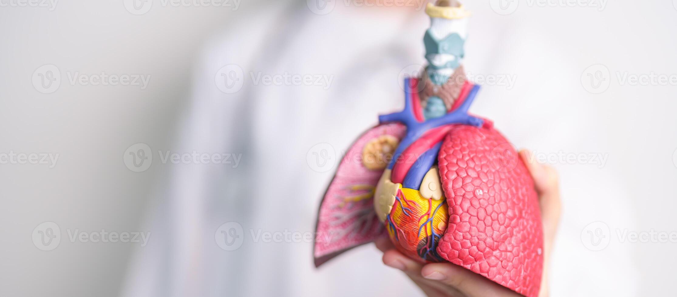 Doctor with Respiratory system anatomy for Diseases. Lung Cancer, Asthma, Chronic Obstructive Pulmonary or COPD, Bronchitis, Emphysema, Cystic Fibrosis, Bronchiectasis, Pneumonia and Pleural Effusion photo