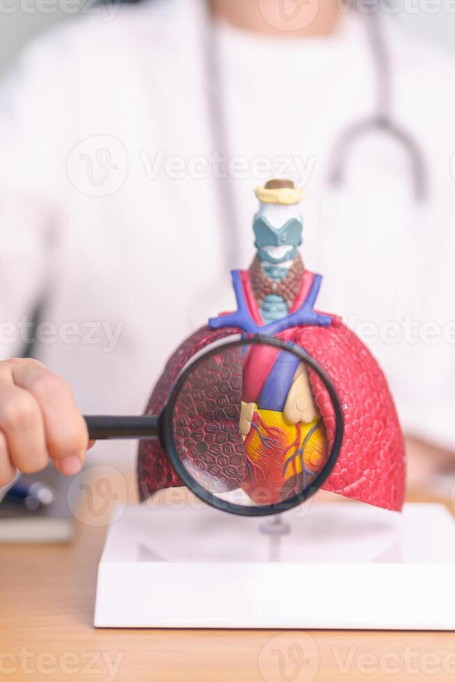 Doctor with Cardiovascular and Respiratory anatomy with magnifying glass. Lung Cancer, Asthma, Chronic Obstructive Pulmonary or COPD, Bronchitis, Emphysema, Cystic Fibrosis, Bronchiectasis, Pneumonia photo