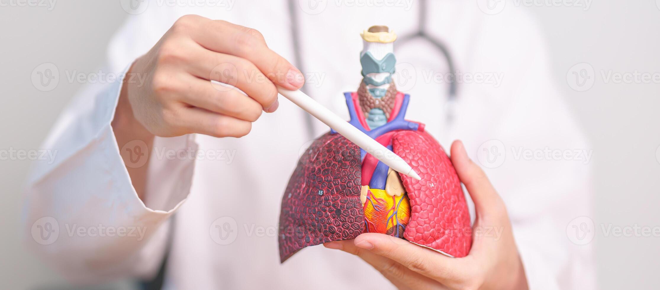 Doctor point Lung anatomy for Disease. Lung Cancer, Asthma, Chronic Obstructive Pulmonary or COPD, Bronchitis, Emphysema, Cystic Fibrosis, Bronchiectasis, Pneumonia and September world Lung day photo