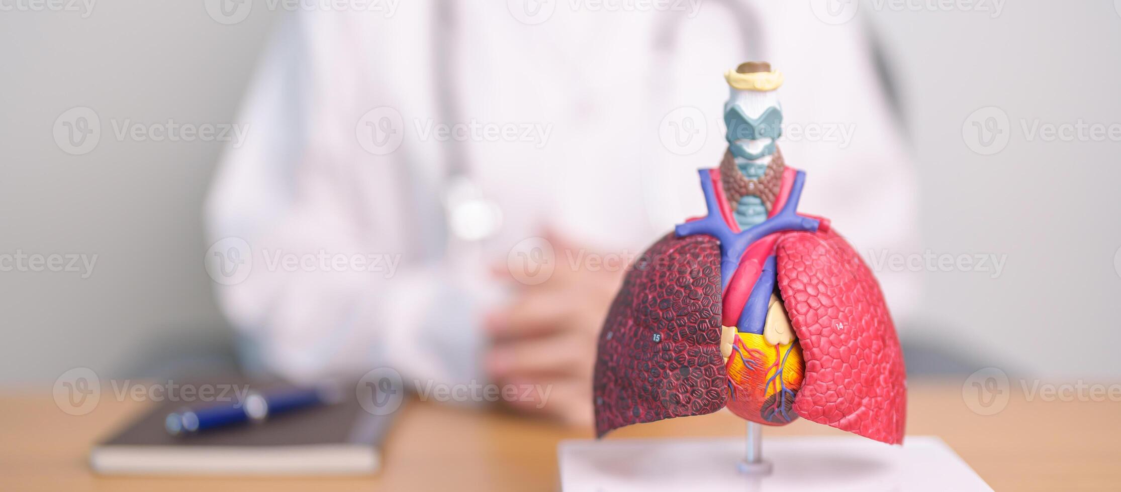 Doctor with Respiratory system anatomy for Diseases. Lung Cancer, Asthma, Chronic Obstructive Pulmonary or COPD, Bronchitis, Emphysema, Cystic Fibrosis, Bronchiectasis, Pneumonia and Pleural Effusion photo