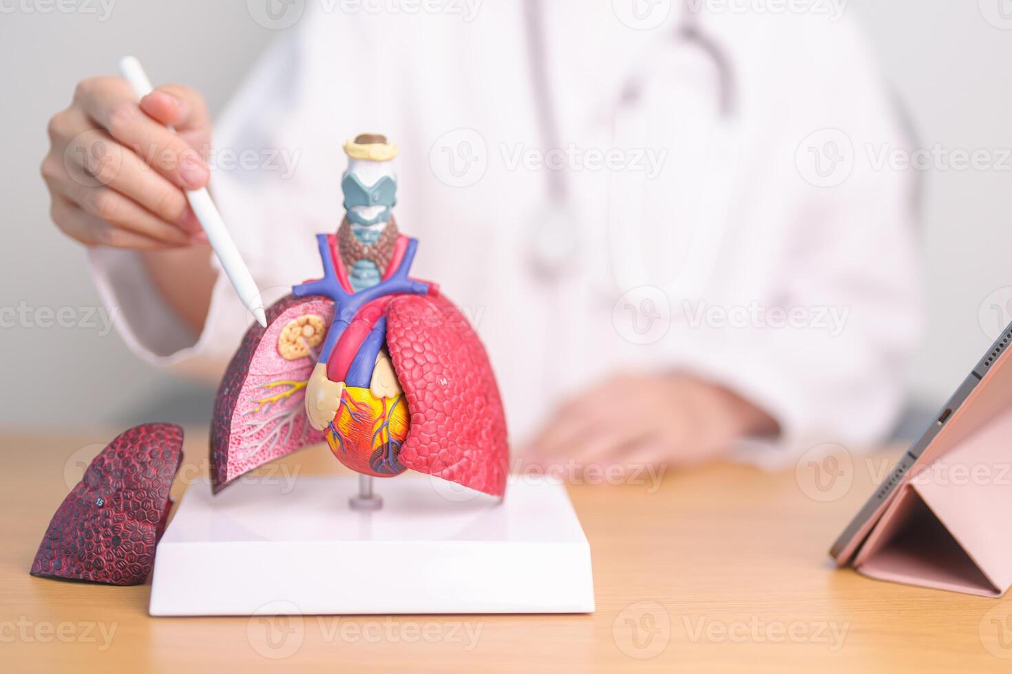 Doctor point Smoker Lung anatomy for Disease. Lung Cancer, Asthma, Chronic Obstructive Pulmonary or COPD, Bronchitis, Emphysema, Cystic Fibrosis, Bronchiectasis, Pneumonia and September world Lung day photo