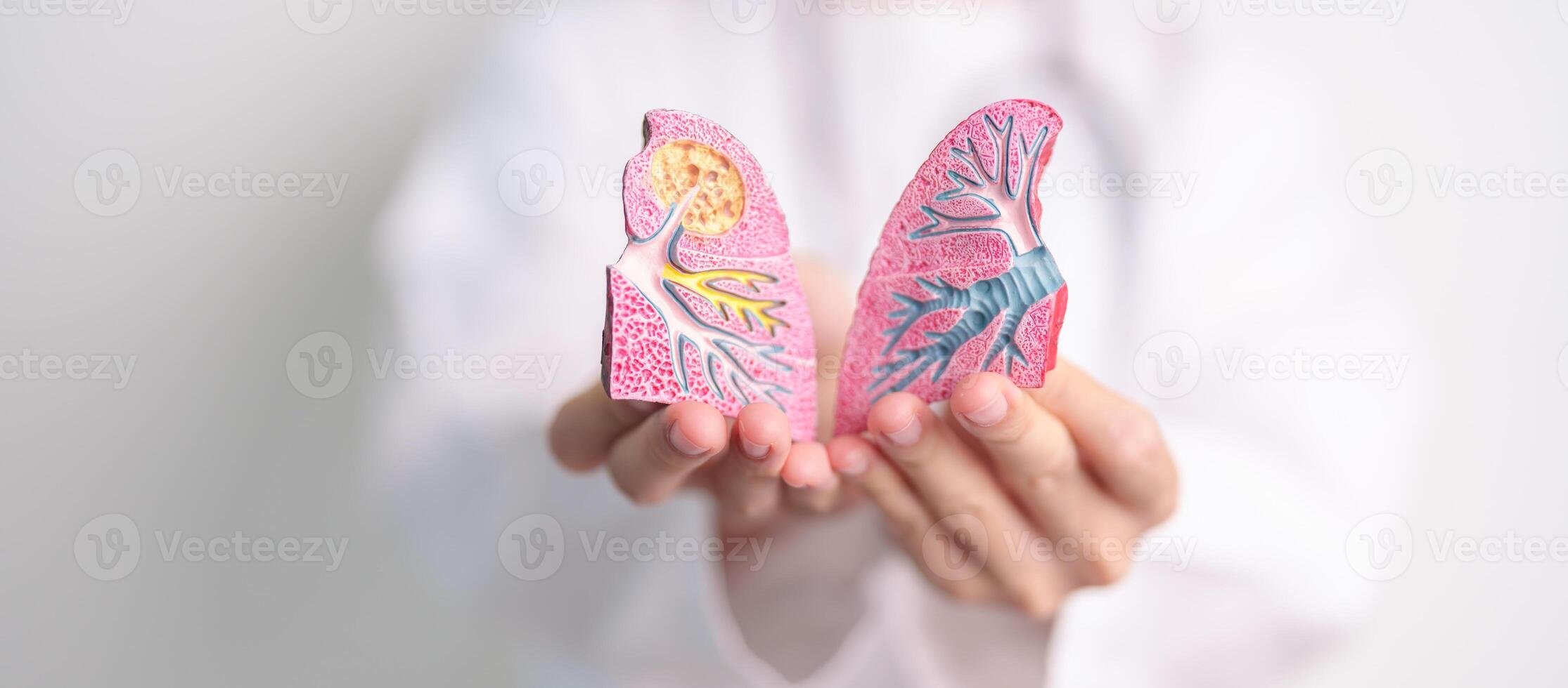 Doctor with Smoker and normal Lung anatomy for Disease. Lung Cancer, Asthma, Chronic Obstructive Pulmonary or COPD, Bronchitis, Emphysema, Cystic Fibrosis, Bronchiectasis, Pneumonia and world Lung day photo