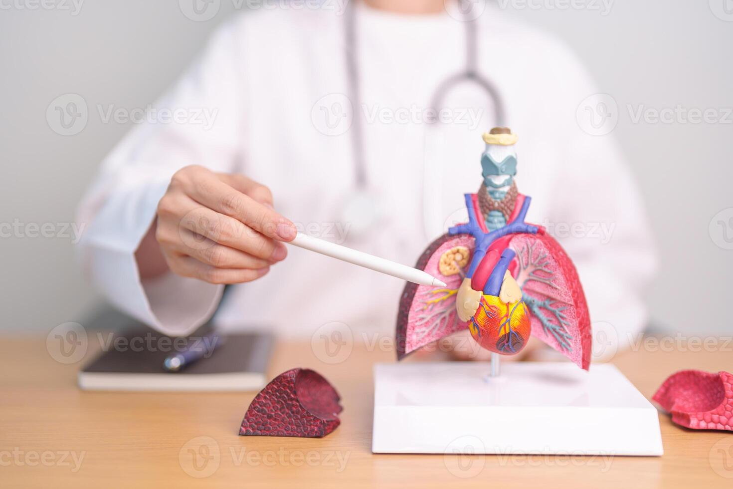Doctor with heart Cardiovascular and Respiratory anatomy for Disease. Lung Cancer, Asthma, Chronic Obstructive Pulmonary or COPD, Bronchitis, Emphysema, Cystic Fibrosis, Bronchiectasis, Pneumonia photo