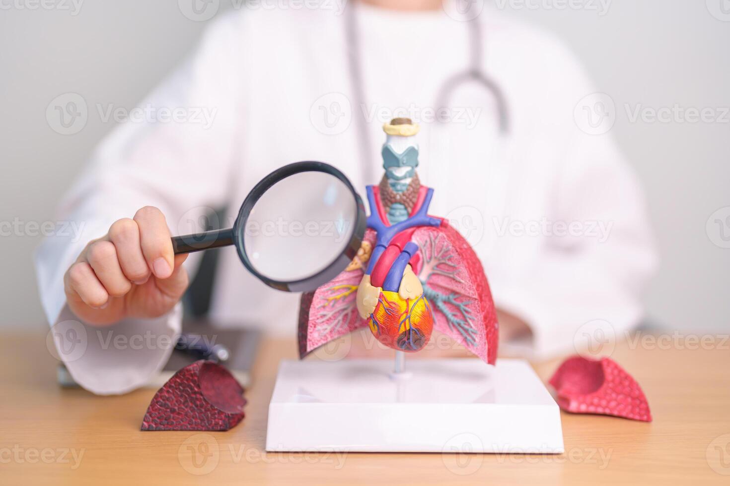 Doctor with Smoker Lung anatomy with magnifying glass. Lung Cancer, Asthma, Chronic Obstructive Pulmonary or COPD, Bronchitis, Emphysema, Cystic Fibrosis, Bronchiectasis, Pneumonia and world Lung day photo