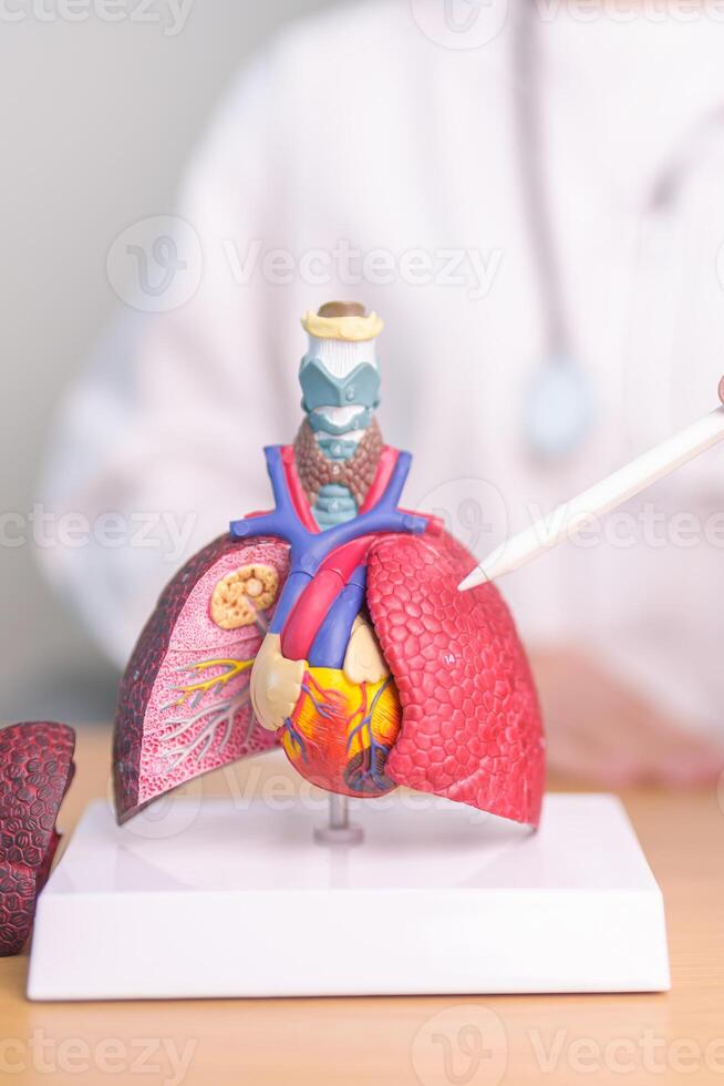 Doctor point Lung anatomy for Disease. Lung Cancer, Asthma, Chronic Obstructive Pulmonary or COPD, Bronchitis, Emphysema, Cystic Fibrosis, Bronchiectasis, Pneumonia and September world Lung day photo