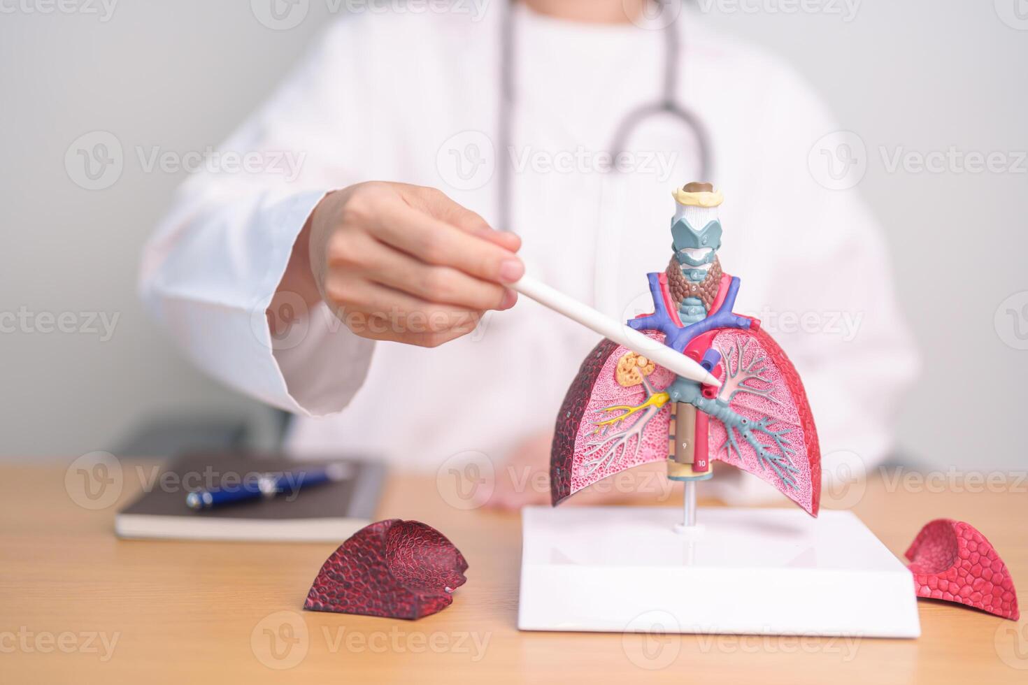 Doctor with Smoker and normal Lung anatomy for Disease. Lung Cancer, Asthma, Chronic Obstructive Pulmonary or COPD, Bronchitis, Emphysema, Cystic Fibrosis, Bronchiectasis, Pneumonia and world Lung day photo