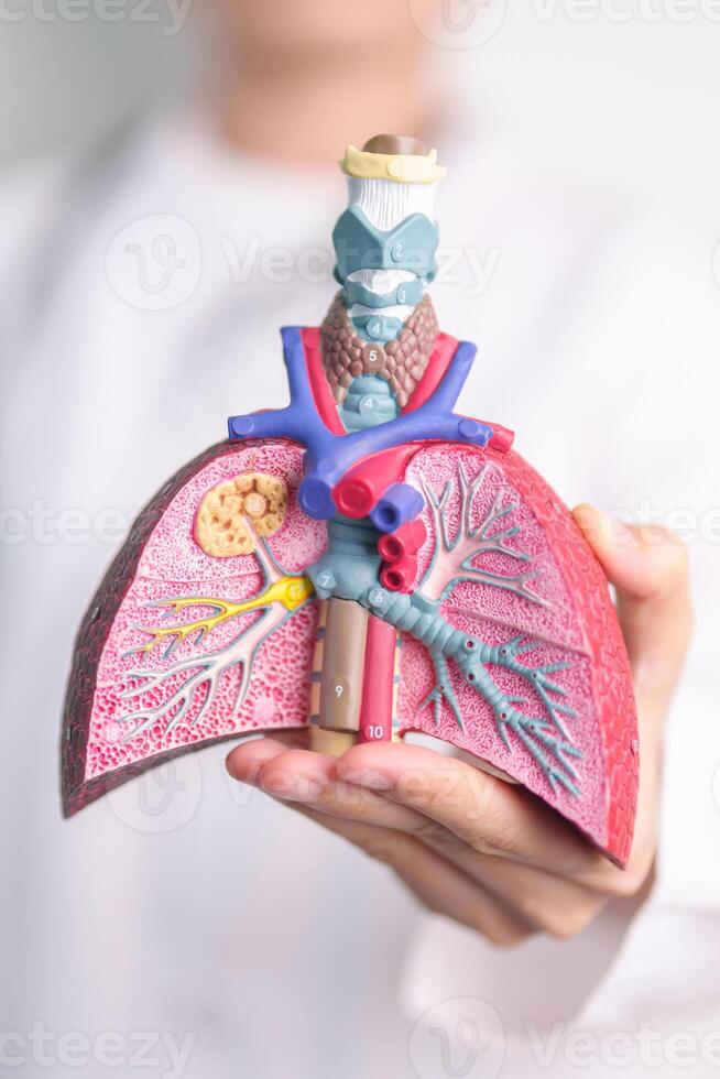 Doctor with Smoker and normal Lung anatomy for Disease. Lung Cancer, Asthma, Chronic Obstructive Pulmonary or COPD, Bronchitis, Emphysema, Cystic Fibrosis, Bronchiectasis, Pneumonia and world Lung day photo