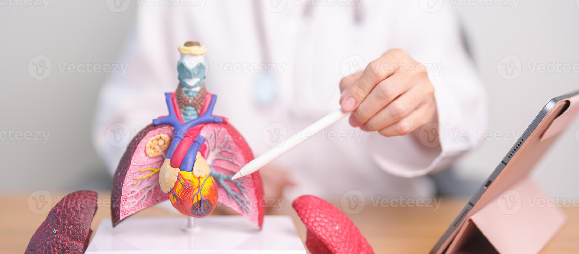 Doctor point Lung anatomy for Disease. Lung Cancer, Asthma, Chronic Obstructive Pulmonary or COPD, Bronchitis, Emphysema, Cystic Fibrosis, Bronchiectasis, Pneumonia and September world Lung day photo