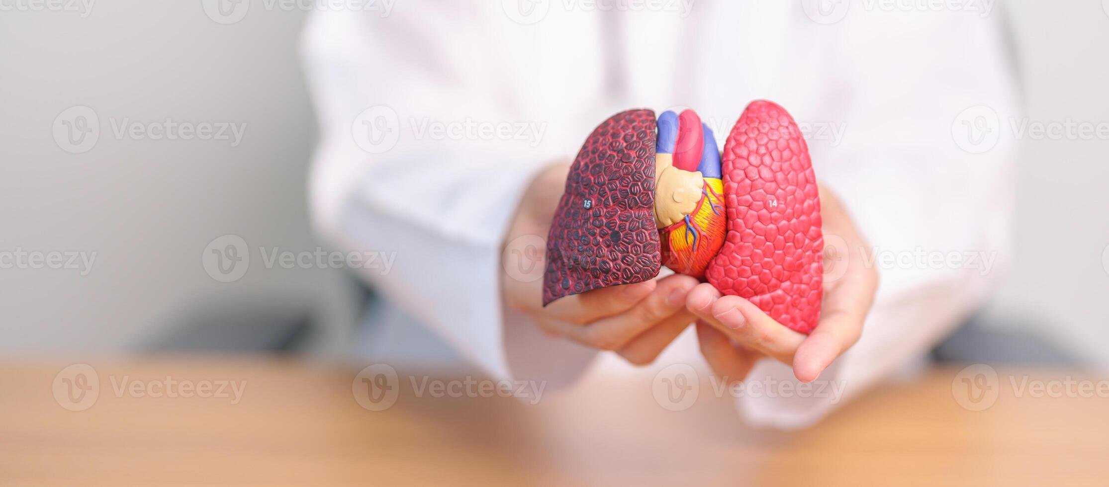 Doctor with Respiratory system anatomy for Diseases. Lung Cancer, Asthma, Chronic Obstructive Pulmonary or COPD, Bronchitis, Emphysema, Cystic Fibrosis, Bronchiectasis, Pneumonia and Pleural Effusion photo