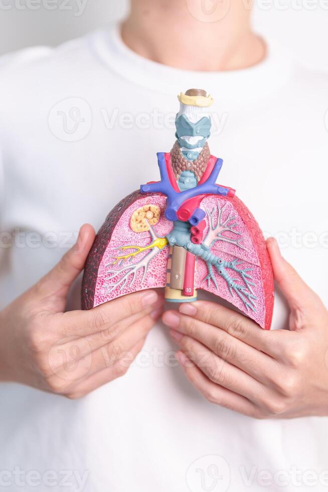 woman hold Smoker anatomy for Disease. Lung Cancer, Asthma, Chronic Obstructive Pulmonary or COPD, Bronchitis, Emphysema, Cystic Fibrosis, Bronchiectasis, Pneumonia and world Lung day concept photo