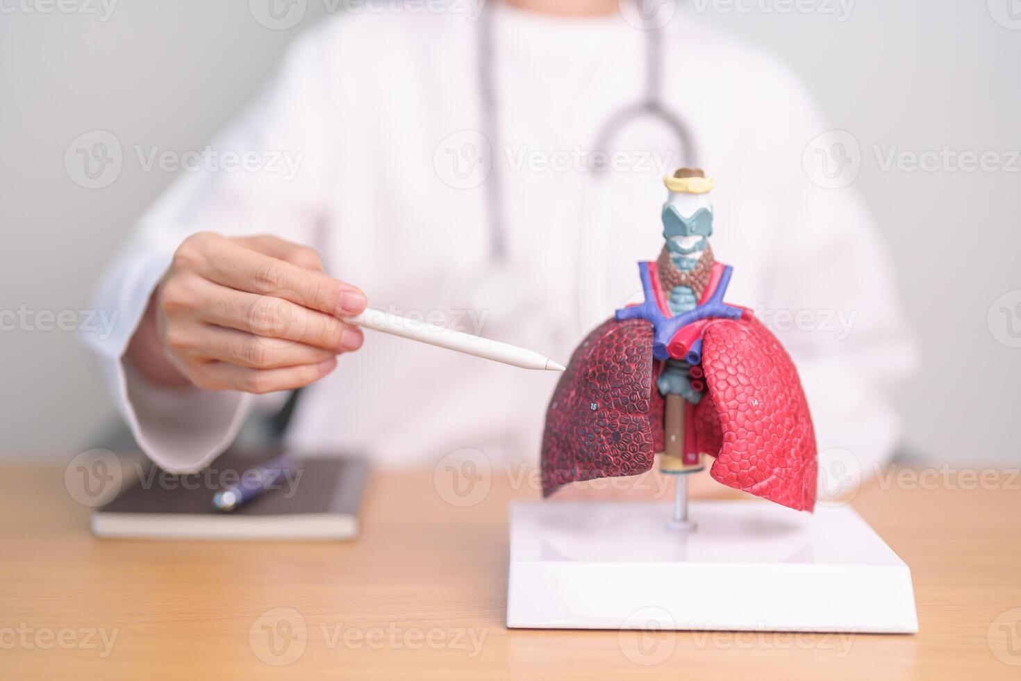 Doctor with Smoker and normal Lung anatomy for Disease. Lung Cancer, Asthma, Chronic Obstructive Pulmonary or COPD, Bronchitis, Emphysema, Cystic Fibrosis, Bronchiectasis, Pneumonia and world Lung day photo