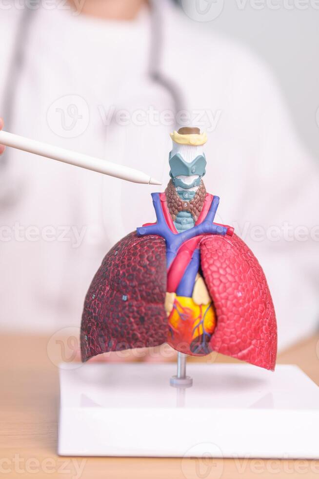 Doctor pointing Trachea of Respiratory system anatomy for Diseases. Lung Cancer, Asthma, Chronic Obstructive Pulmonary or COPD, Bronchitis, Emphysema, Cystic Fibrosis, Bronchiectasis and Pneumonia photo
