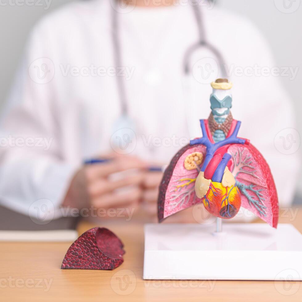 Doctor with heart Cardiovascular and Respiratory anatomy for Disease. Lung Cancer, Asthma, Chronic Obstructive Pulmonary or COPD, Bronchitis, Emphysema, Cystic Fibrosis, Bronchiectasis, Pneumonia photo
