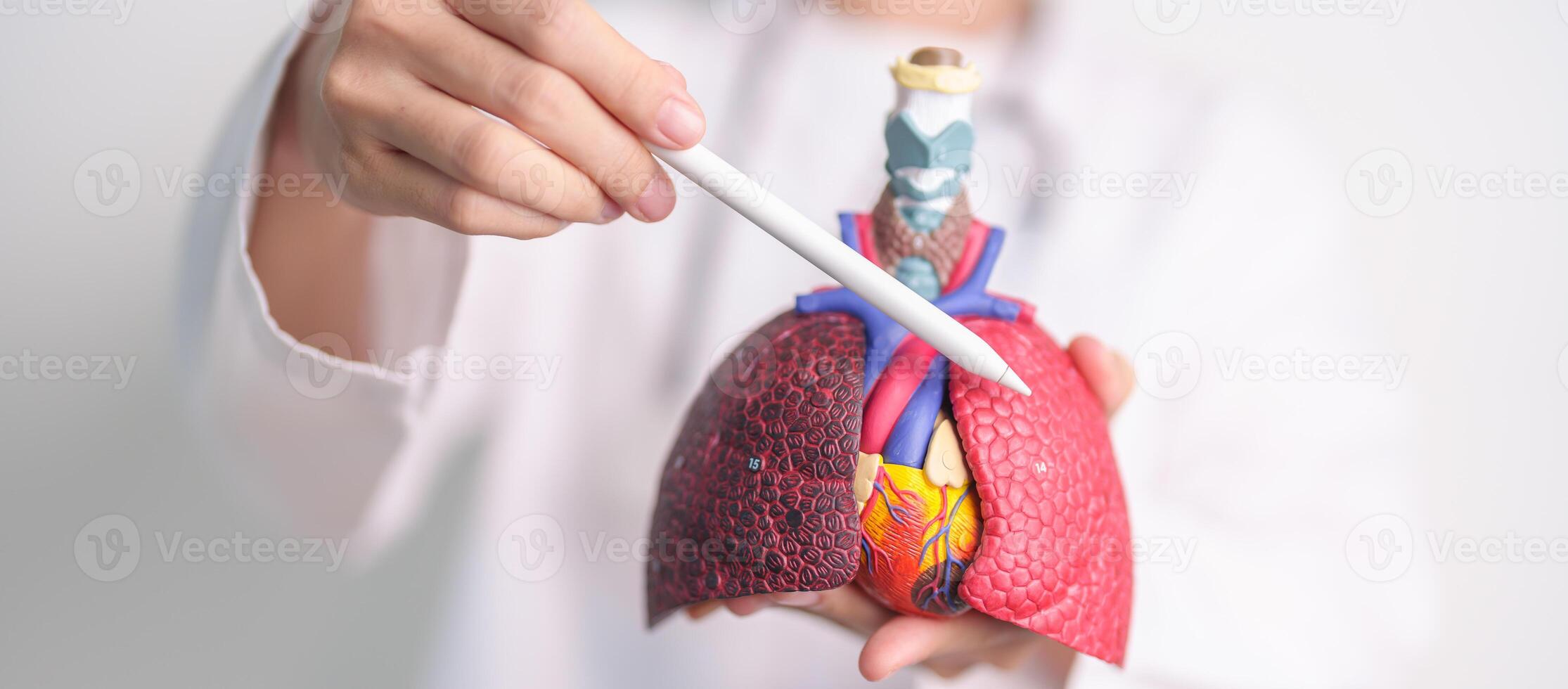 Doctor point Lung anatomy for Disease. Lung Cancer, Asthma, Chronic Obstructive Pulmonary or COPD, Bronchitis, Emphysema, Cystic Fibrosis, Bronchiectasis, Pneumonia and September world Lung day photo