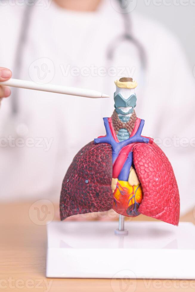 Doctor point Thyroid and Cricoid of Respiratory system anatomy for Diseases. Lung Cancer, Asthma, Chronic Obstructive Pulmonary, Bronchitis, Emphysema, Cystic Fibrosis, Bronchiectasis and Pneumonia photo