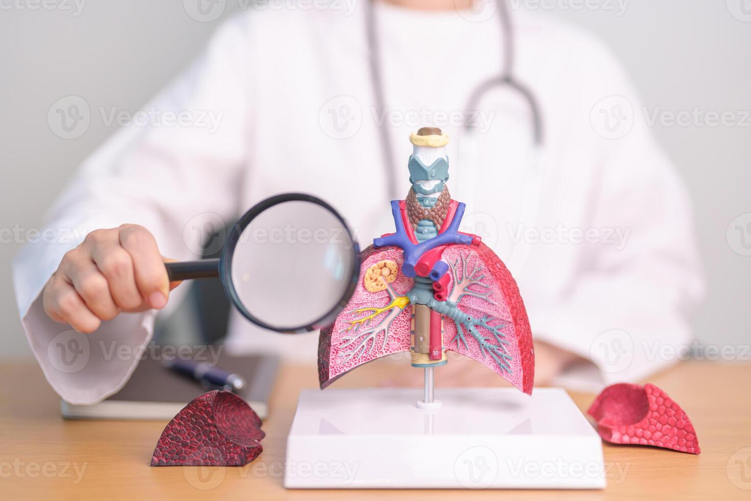 Doctor with Smoker Lung anatomy with magnifying glass. Lung Cancer, Asthma, Chronic Obstructive Pulmonary or COPD, Bronchitis, Emphysema, Cystic Fibrosis, Bronchiectasis, Pneumonia and world Lung day photo