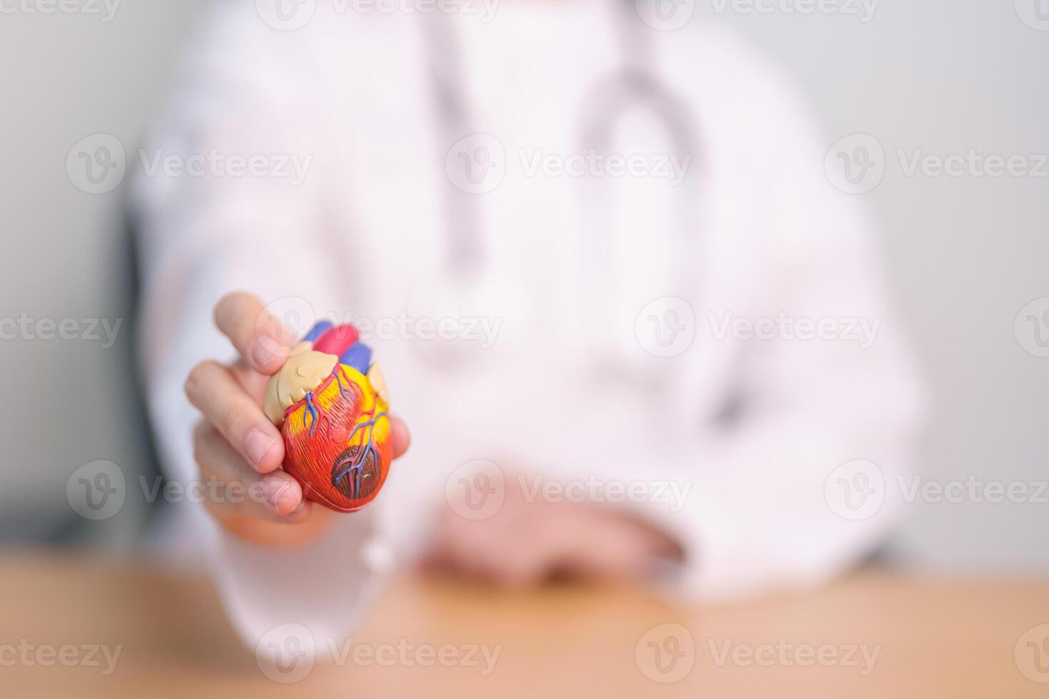 Doctor hold human Heart anatomy model. Cardiovascular Diseases, Atherosclerosis, Hypertensive Heart, Valvular Heart, Aortopulmonary window, world Heart day and health concept photo