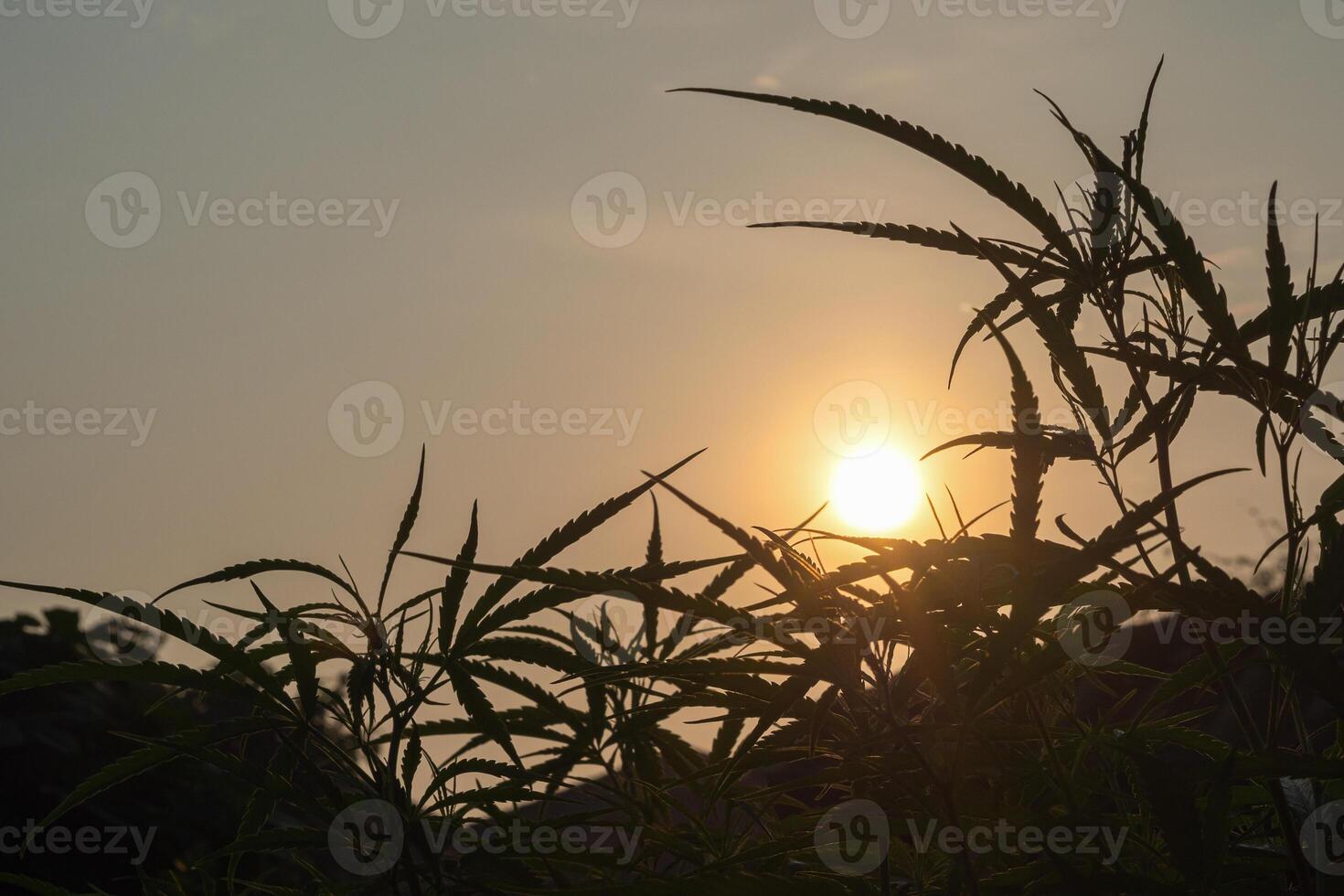 Silhouette of the marijuana plant in the early morning light. Outdoor cultivation silhouette plant. Alternative medicine. Medical cannabis plantation, healthcare, and business concept photo