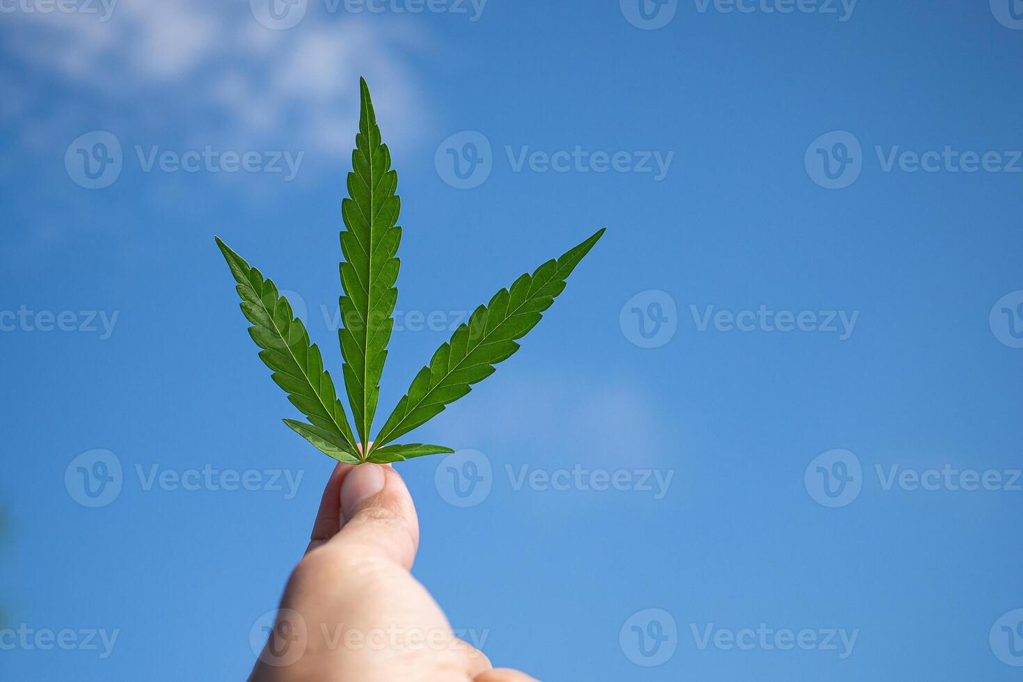 Hand of holding cannabis leaf with the sky background. The texture of marijuana leaves. Close-up photo with copy space for text. Concept of cannabis plantation for medical