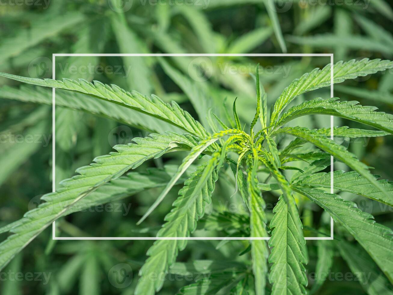 Growing organic cannabis herb on the farm photo