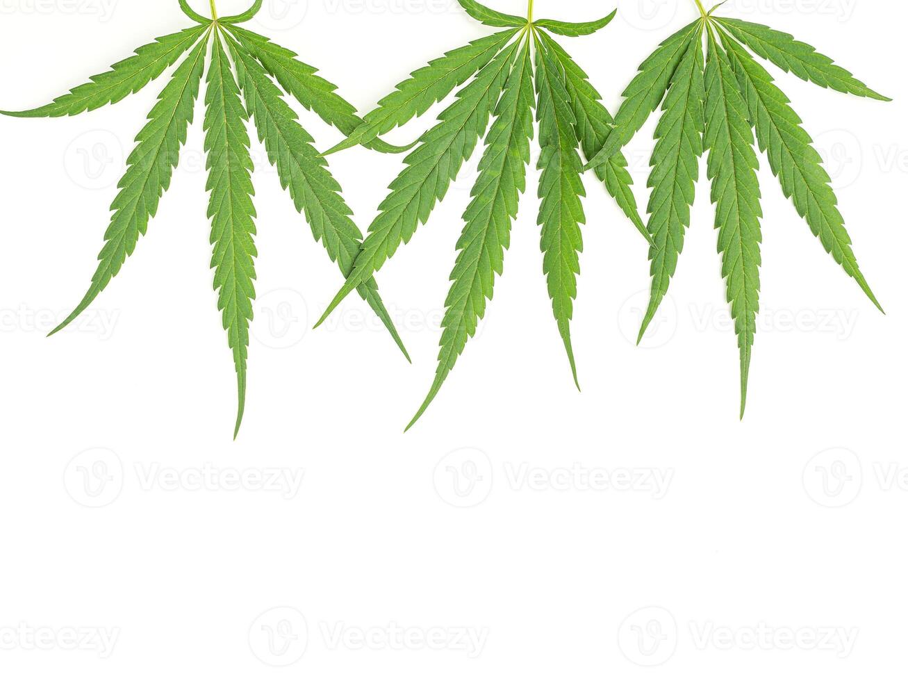 Top view of green cannabis leaves isolated on white background. Alternative medicine. Growing organic cannabis herb on the farm. Marijuana plantation for medical concept photo