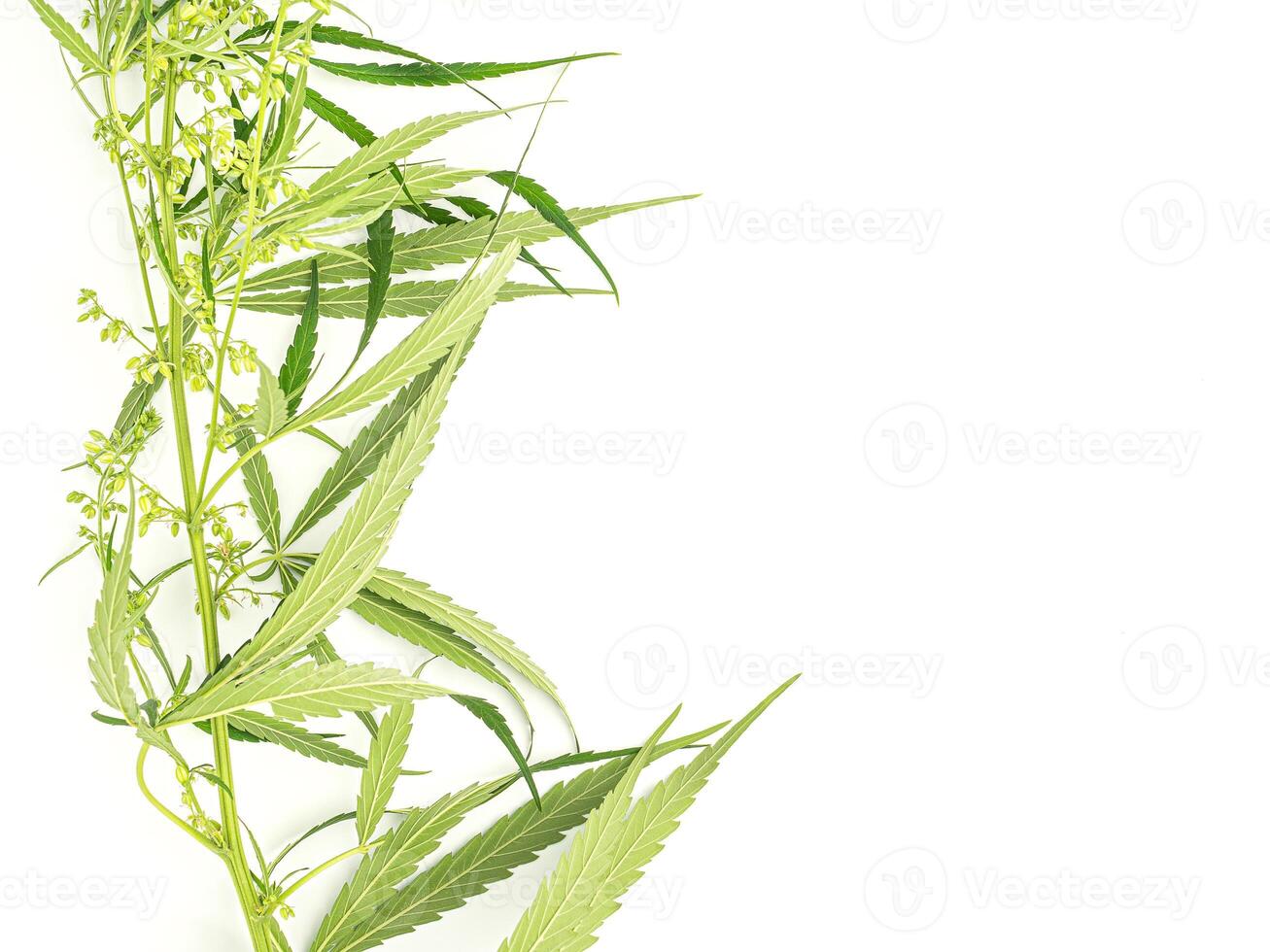 Top view of green cannabis plants isolated on white background. Alternative medicine. Growing organic cannabis herb on the farm. Marijuana plantation for medical concept photo