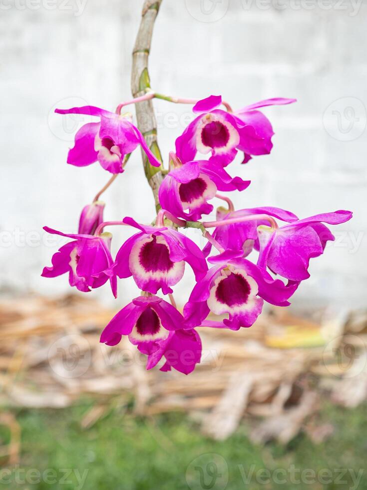 Beautiful purple orchids are blooming in the garden with nature background. Space for text photo