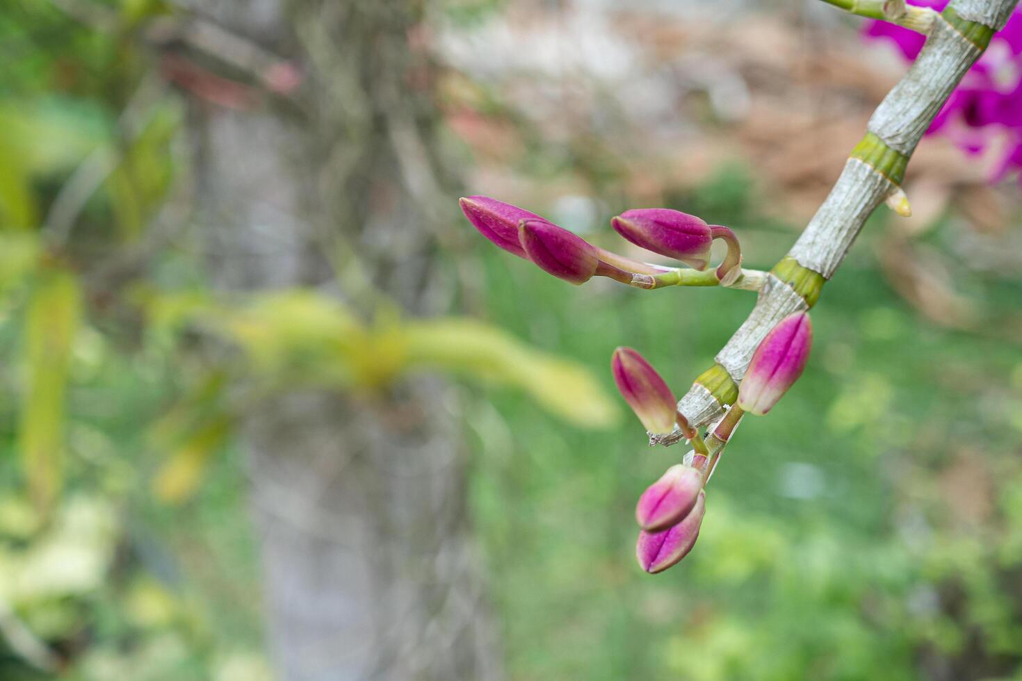 Beautiful purple orchids in the garden with nature background. Space for text photo
