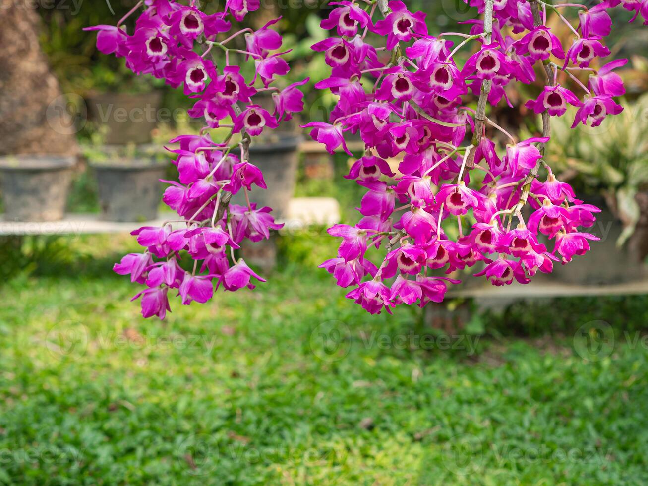 Beautiful purple orchids are blooming in the garden with nature background. Space for text photo