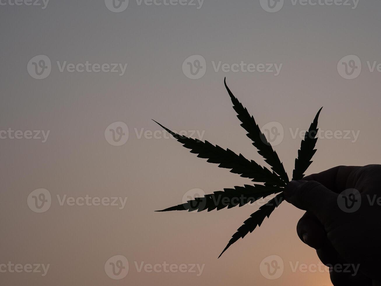 Hand of holding cannabis leaf with the sky background. Silhouette photo with copy space for text. Concept of cannabis plantation for medical