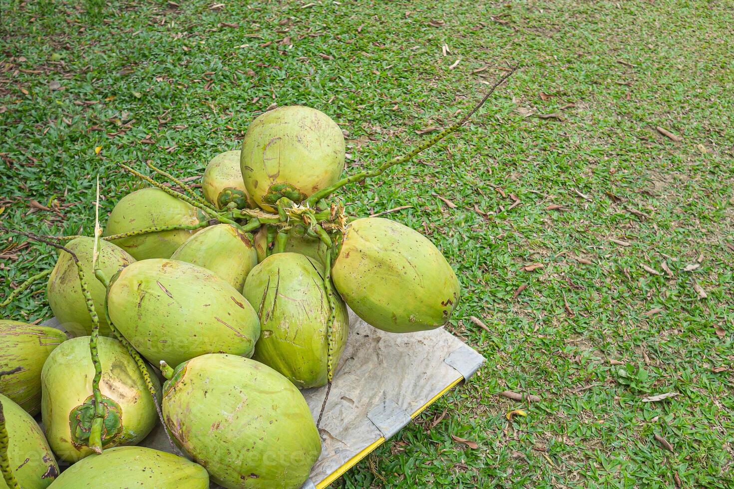 Group of green coconuts on folding utility cart. Space for text. Healthy fruits concept photo