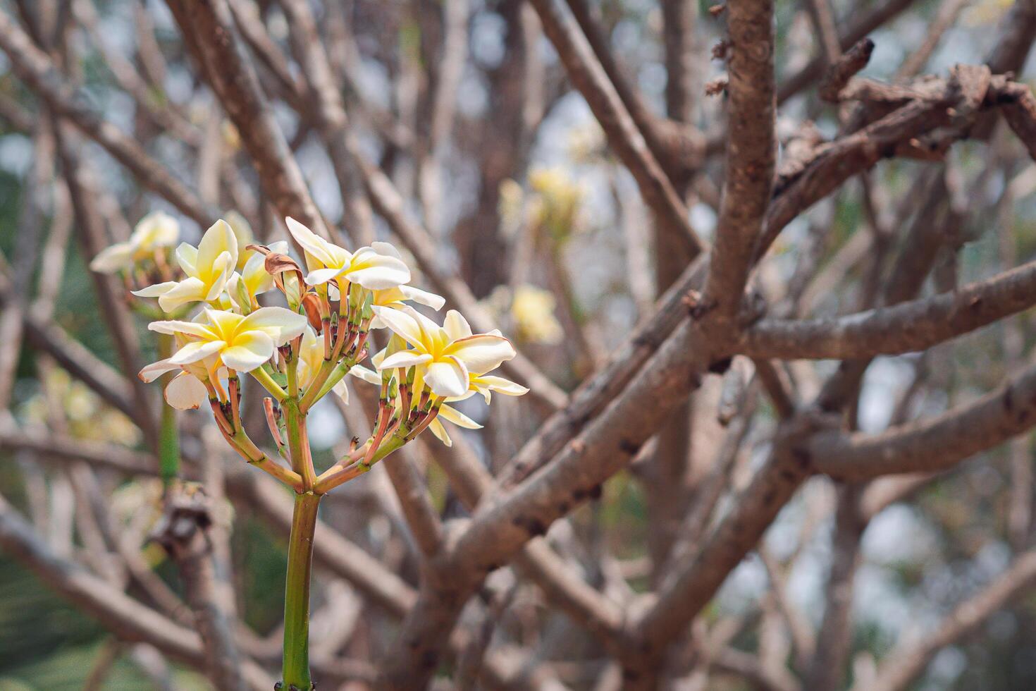 Beautiful white and yellow plumeria flowers are blooming on a tree. Space for text. Concept of flower and relaxation photo
