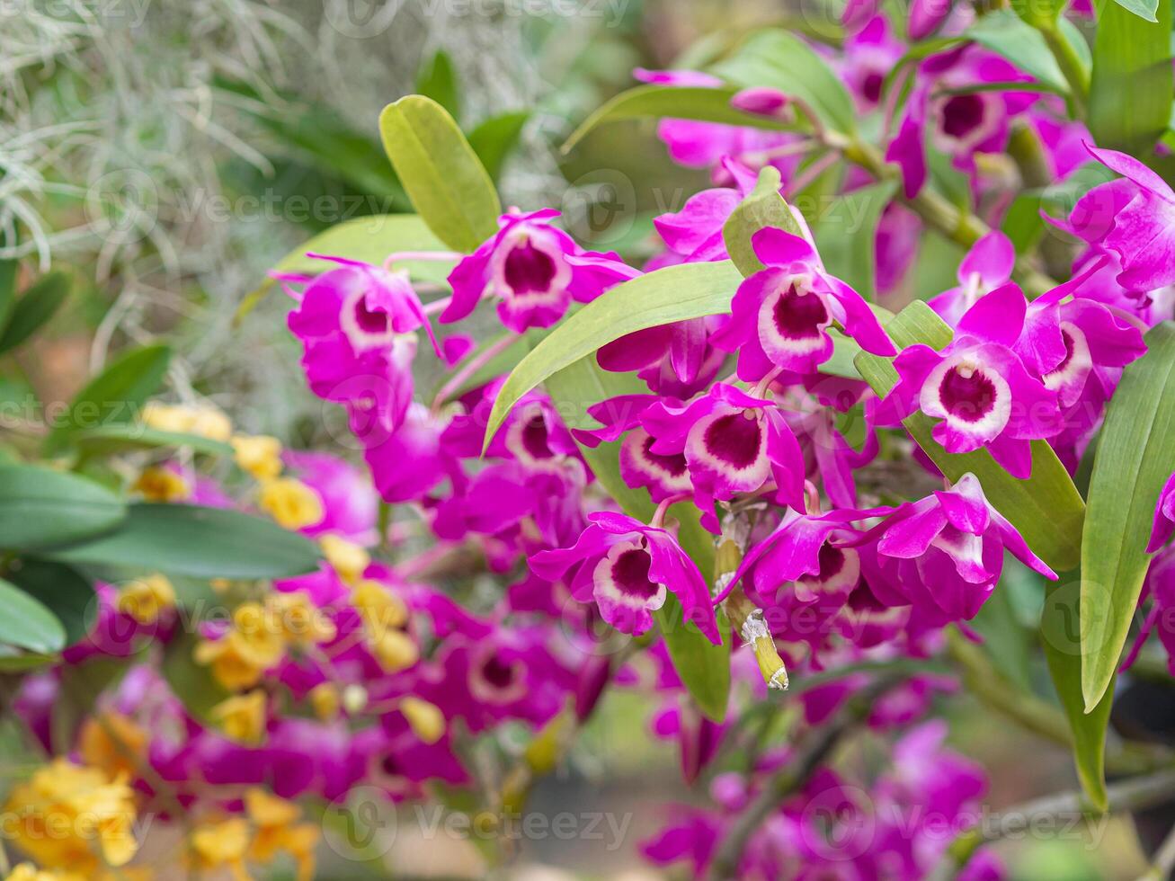 Beautiful purple orchids are blooming in the garden with a nature background. Space for text photo