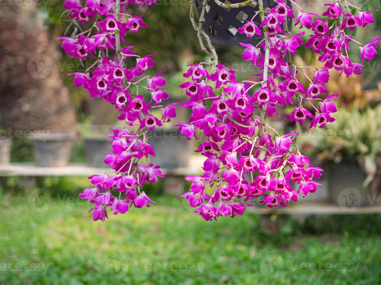 Beautiful purple orchids are blooming in the garden with a nature background. Space for text. photo