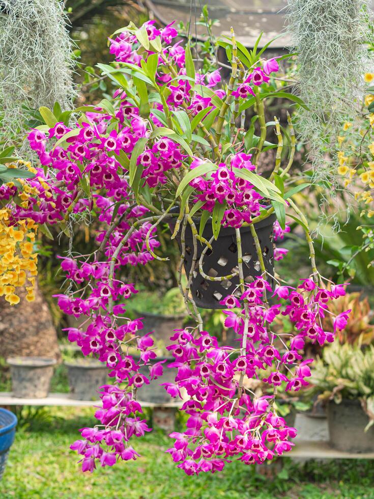 Beautiful purple orchids are blooming in the garden with a nature background. Space for text photo