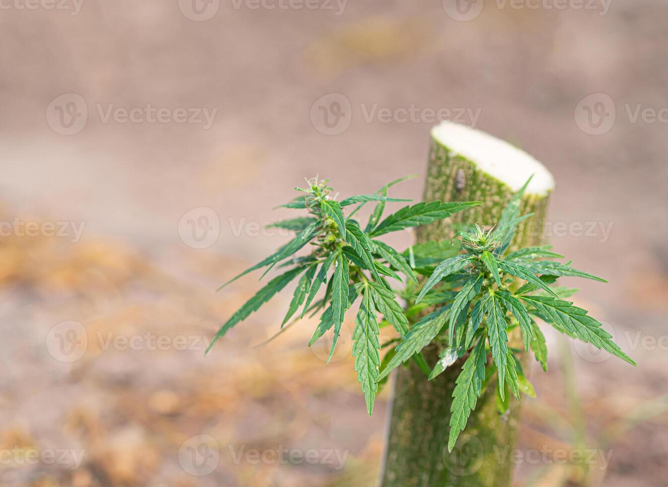 Cannabis plants growing at cannabis farm field. Textured marijuana leaves. Concept of cannabis plantation for medical photo