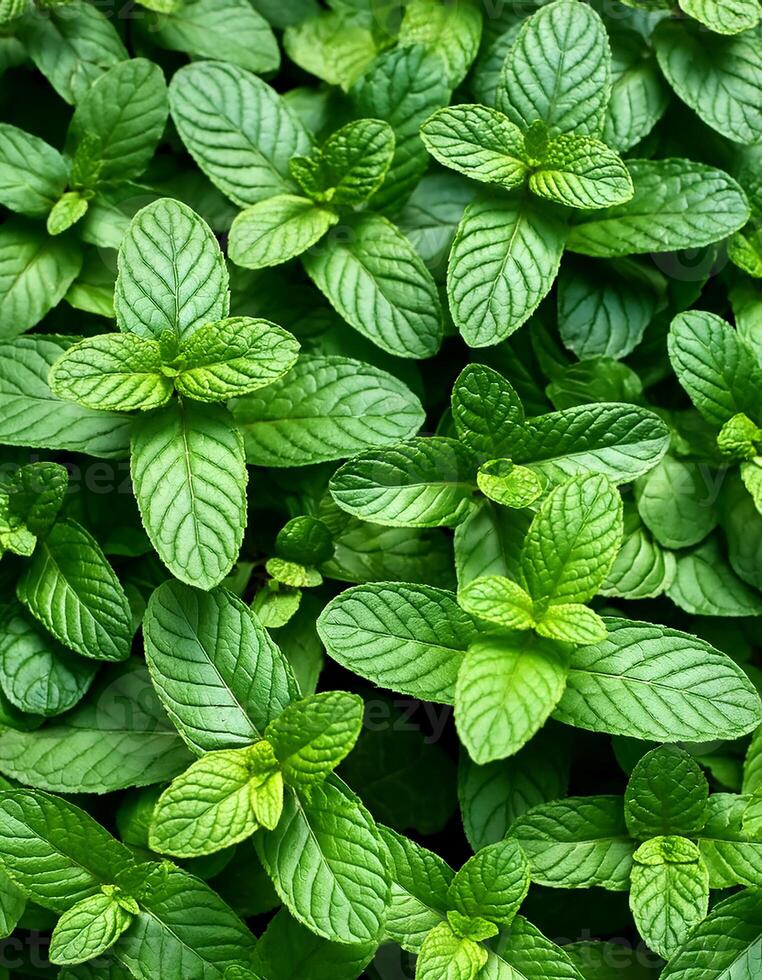 Mint leaves background. Green Peppermint leaves Pattern layout design Top of view. photo