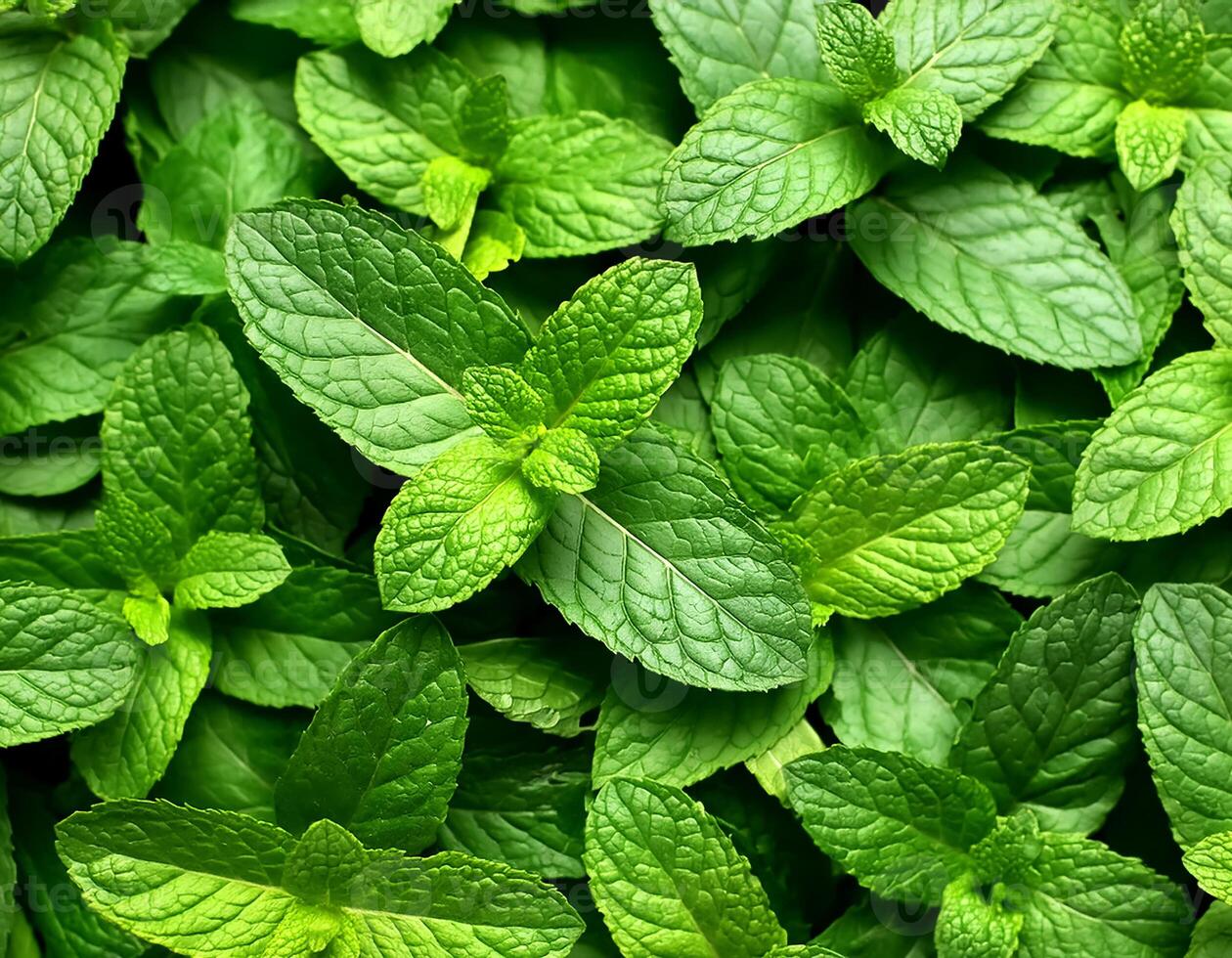 Mint leaves background. Green Peppermint leaves Pattern layout design Top of view. photo