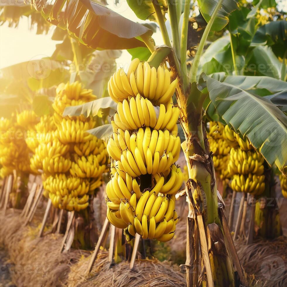 Ripe, yellowing bananas are hung in bunches in banana plantations. photo