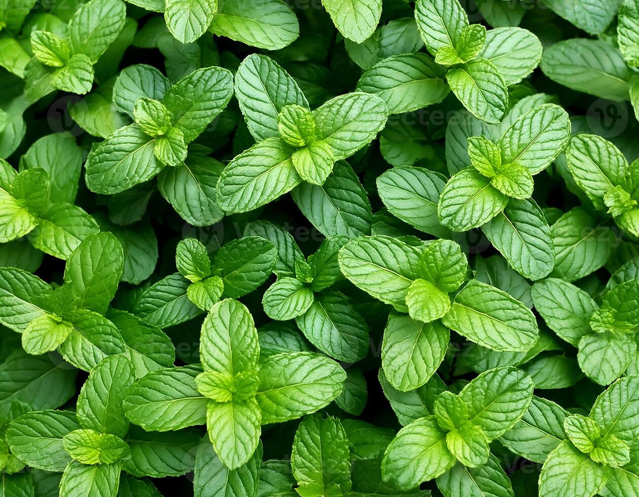 Mint leaves background. Green Peppermint leaves Pattern layout design Top of view. photo